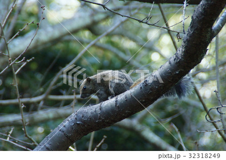 台湾栗鼠 タイワンリス 32318249