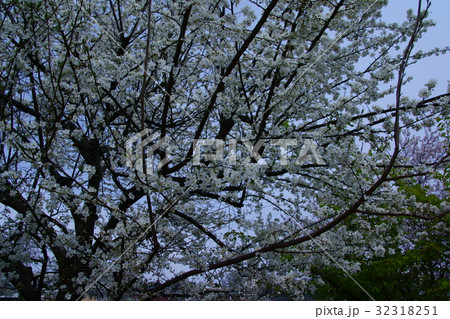 姫林檎　花言葉は「永久の幸せ」 32318251