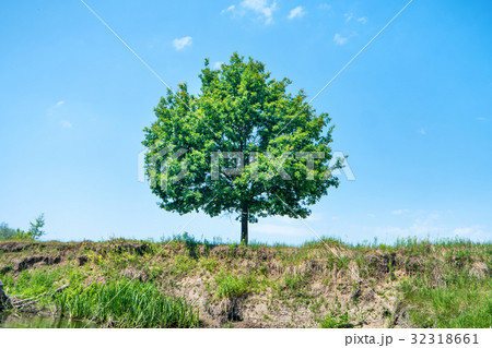 Big green tree on the cliff Big green tree on the cliff 32318661