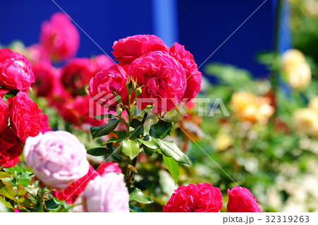 田沢湖ローズパークホテル　ホテル前で咲く薔薇 32319263