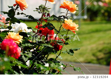 田沢湖ローズパークホテル　ホテル前で咲く薔薇 32319264