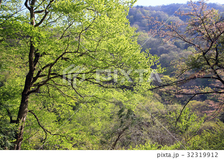 新緑の奥多摩 新緑の奥多摩 32319912