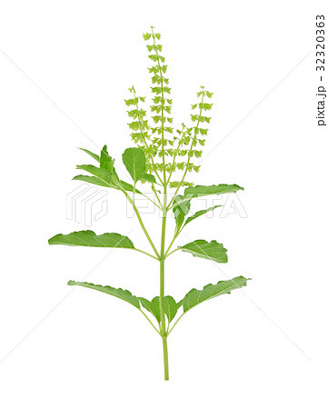 fresh sweet basil flower on a white background fresh sweet basil flower on a white background 32320363