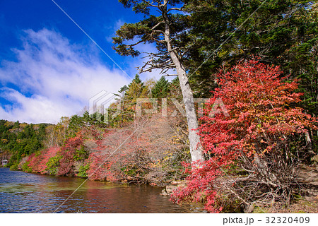 長野県、紅葉の白駒池 長野県、紅葉の白駒池 32320409