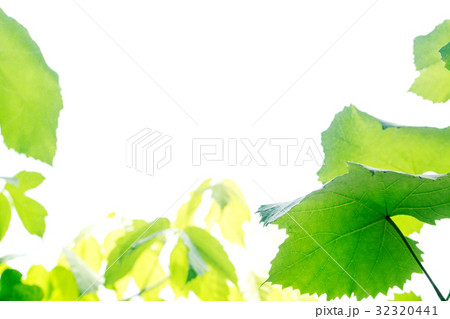 新緑 背景 32320441