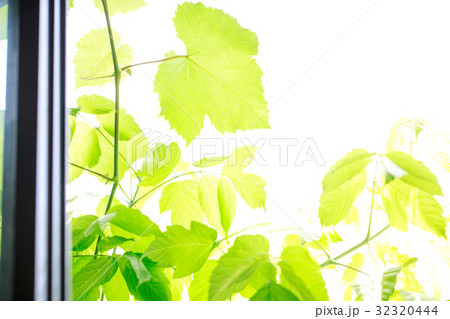 新緑 背景　窓の外 32320444