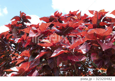 ニシキアカリファ 32320482