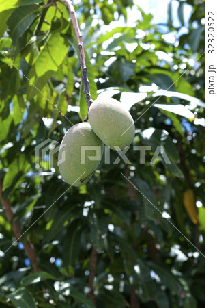 ペリカンマンゴー ペリカンマンゴー 32320522