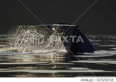 シロナガスクジラ シロナガスクジラ 32320718