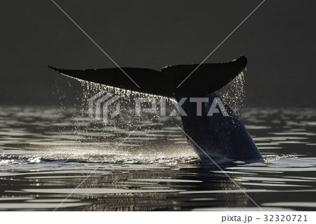 シロナガスクジラ 32320721