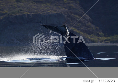 シロナガスクジラ 32320723