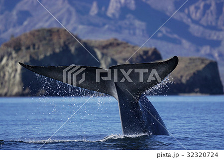 シロナガスクジラ 32320724