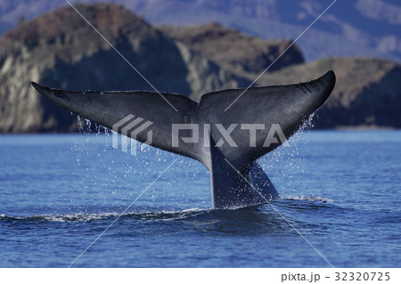 シロナガスクジラ シロナガスクジラ 32320725
