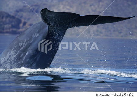 シロナガスクジラ 32320730