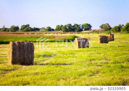 Hay stacks in the field in summer 32320905