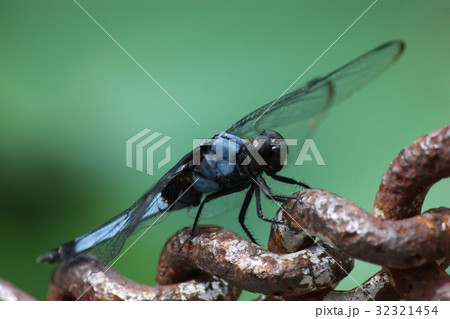 シオカラトンボ 32321454