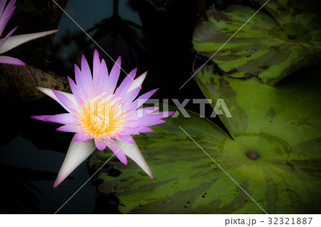 The beauty of the lotus in the pond 32321887