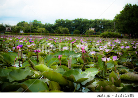 The beauty of the lotus in the pond 32321889