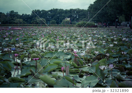 The beauty of the lotus in the pond 32321890