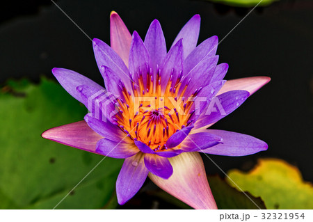 The beauty of the lotus in the pond 32321954