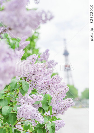 札幌大通公園のライラック（+テレビ塔） 32322010