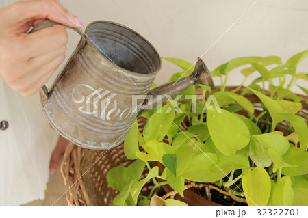 観葉植物に水を与える 32322701