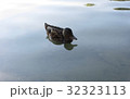 池に浮かぶ 32323113