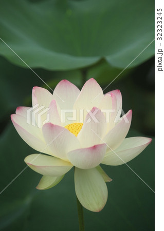 蓮の花 蓮の花 32323245