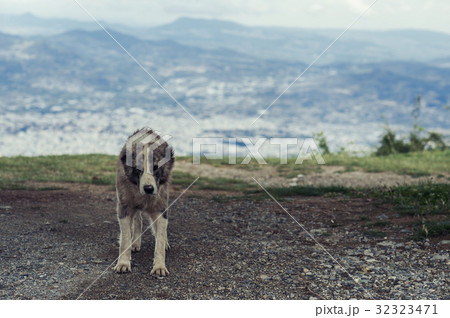 Wild hungry dog on the background of mountains  Wild hungry dog on the background of mountains  32323471