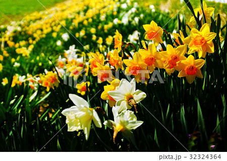 諏訪湖　上川　サクラ／桜　2017年4月 （長野県 諏訪市） 32324364