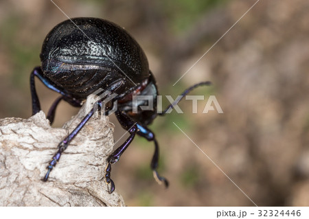 A species of dung beetle in the field 32324446