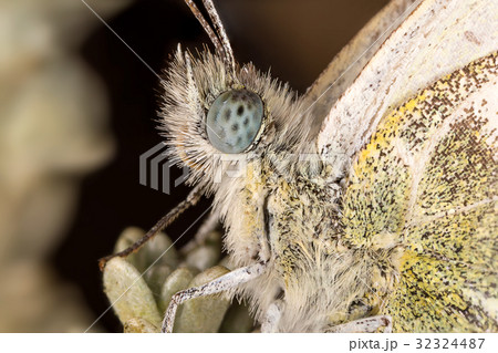 A closeup of a beautiful butterfly 32324487