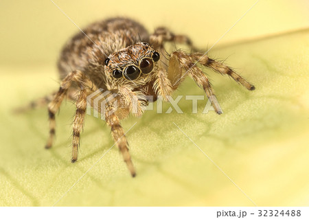 A beautiful jumping spider 32324488