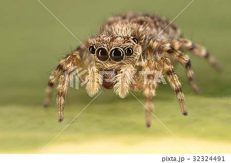 A beautiful jumping spider A beautiful jumping spider 32324491