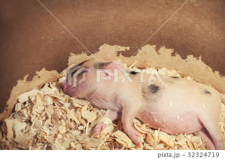 sleeping piggy in sawdust 32324719
