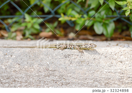 Small lizard that takes the sun on a low wall Small lizard that takes the sun on a low wall 32324898