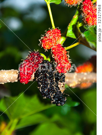 Mulberry fruits on tree Mulberry fruits on tree 32327968