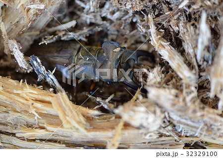 ミヤマクワガタ 32329100