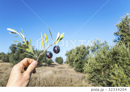 オリーブ畑で実のついた枝葉をかざす 32334204