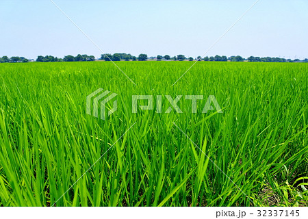 7月の田んぼ　低い視点からのアップ　前後ぼかし 32337145