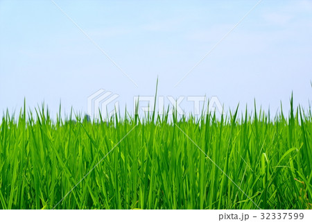 7月の田んぼ　水平位置からのアップ　a  32337599