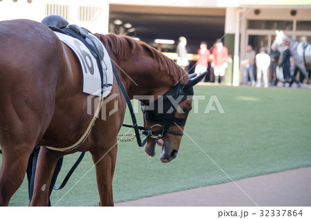 競走馬(パドック) 32337864