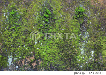 石に付着した苔 32338819