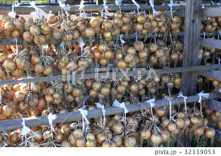 収穫して吊り下げた玉葱 収穫して吊り下げた玉葱 32339053
