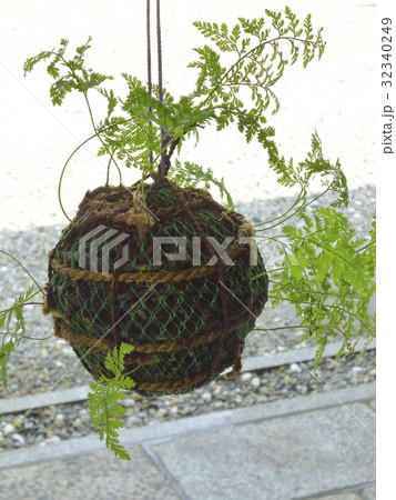 観葉 植物 和風 盆栽 グミ 和風 インテリア 園芸 ガーデニング 雑貨