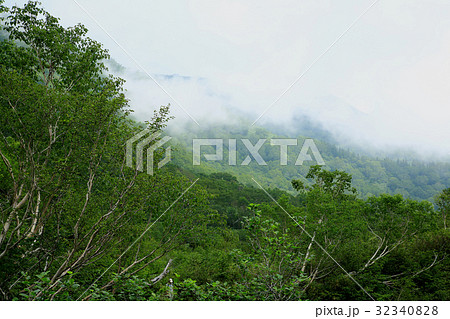 栂池自然園 信州白馬山麓 栂池自然園 信州白馬山麓 32340828