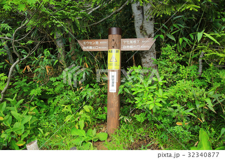 栂池自然園 信州白馬山麓 栂池自然園 信州白馬山麓 32340877
