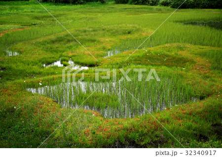 栂池自然園 信州白馬山麓 栂池自然園 信州白馬山麓 32340917