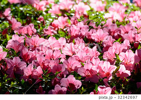 blooming azaleas in Kenroku-en blooming azaleas in Kenroku-en 32342697