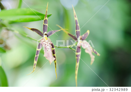 Beautiful orchids flower blossom in nature Beautiful orchids flower blossom in nature 32342989